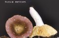 Russula melitodes-amf1677